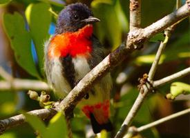 Foto: Mistletoebird