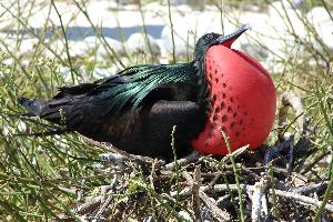 Foto: Great frigatebird