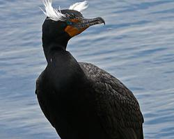 Foto: Kormoran rogaty