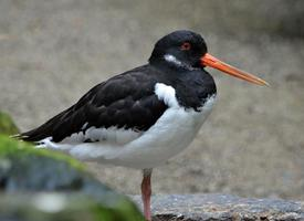 Foto: Eurasian oystercatcher