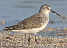 Foto: Curlew sandpiper