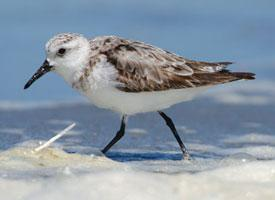 Foto: Little stint