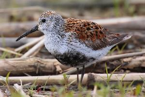 Foto: Dunlin