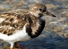 Foto: Ruddy turnstone