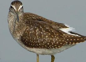 Foto: Wood sandpiper