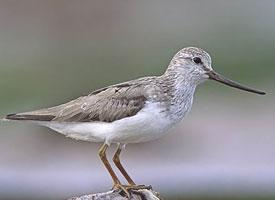 Foto: Terek sandpiper