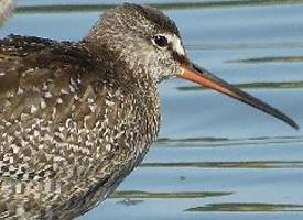 Foto: Common redshank