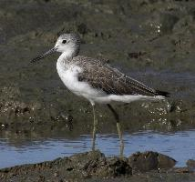 Foto: Common greenshank