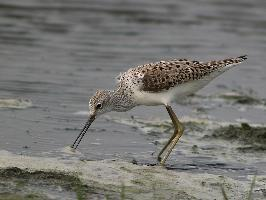 Foto: Marsh sandpiper