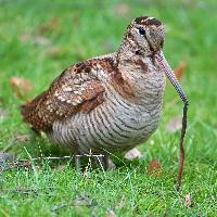 Foto: Eurasian woodcock