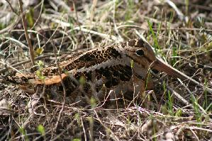 Foto: American woodcock