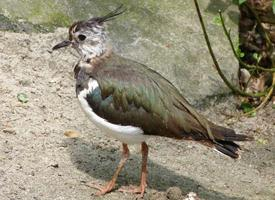 Foto: Northern lapwing