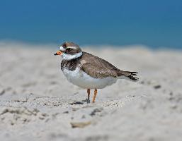 Foto: Common ringed plover