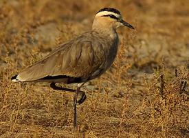 Foto: Sociable lapwing