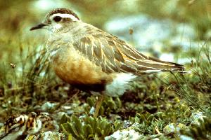 Foto: Eurasian dotterel