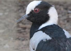 Foto: Blacksmith lapwing