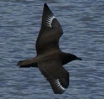 Foto: Great skua