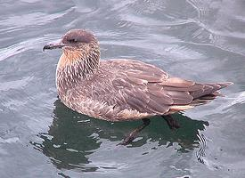 Foto: Chilean skua