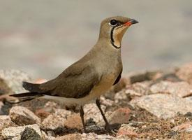 Foto: Collared pratincole