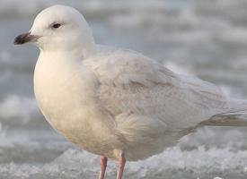 Foto: Iceland gull