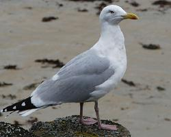 Foto: European herring gull