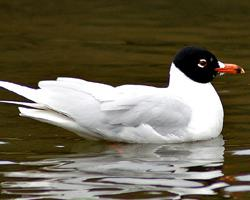 Foto: Mediterranean gull