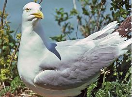 Foto: American herring gull