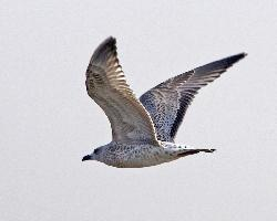 Foto: Vega gull