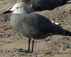 Foto: Grey gull