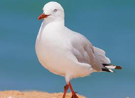 Foto: Silver gull