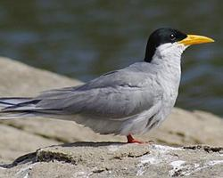 Foto: Indian river tern