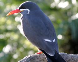 Foto: Inca tern