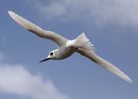 Foto: Fairy tern