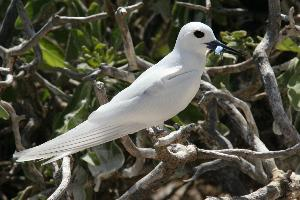 Foto: White tern