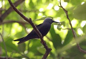 Foto: Lesser noddy