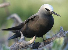 Foto: Black noddy