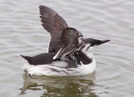 Foto: Common murre