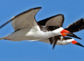 Foto: Black skimmer