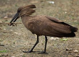 Foto: Hamerkop