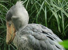 Foto: Shoebill