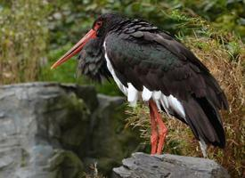 Foto: Black stork