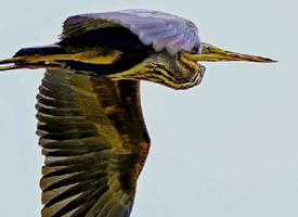 Foto: Purple heron