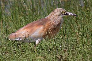 Foto: Squacco heron