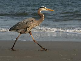 Foto: Great blue heron