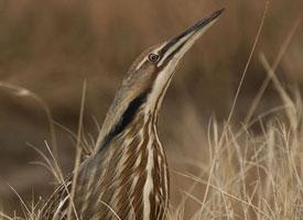 Foto: American bittern