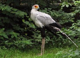 Foto: Secretarybird