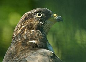 Foto: European honey buzzard