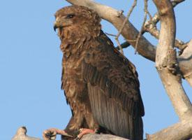 Foto: Bateleur