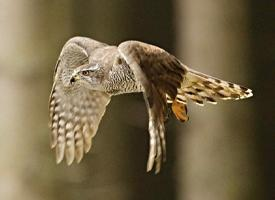 Foto: Eurasian goshawk