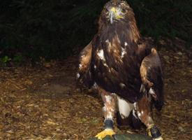 Foto: Golden eagle